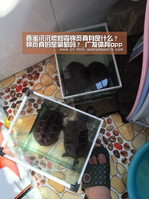 广发体育官网